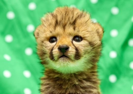Are you feeling kind of down right now? It’s not your fault that you forgot what baby cheetahs look like. Really. One time I did too.