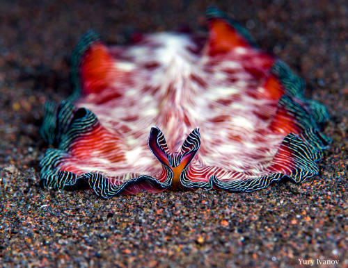 oceansoftheworld:Photo by Yury Ivanov | Info | InfoAn image of Pseudobiceros fulgor taken 