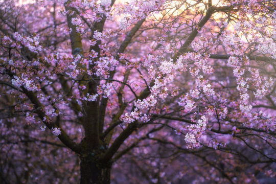 I Photographed The Cherry Blossoms… In Amsterdam!