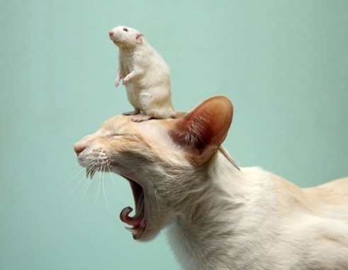 animals-riding-animals:rat riding cat