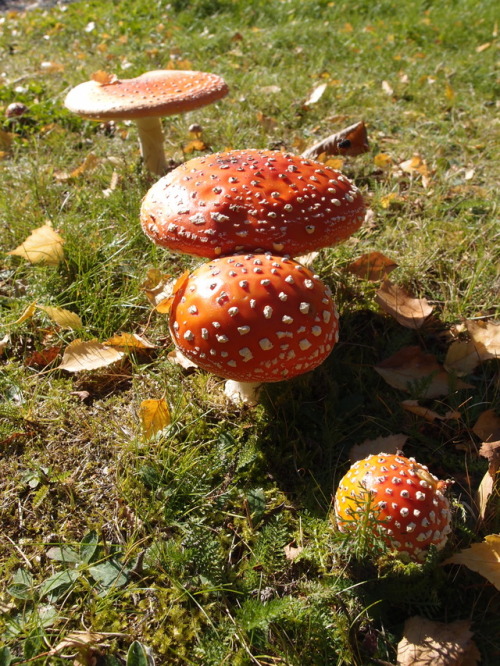 Amanita muscaria — fly agaric a.k.a. fly amanita