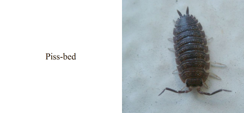 otakusteve:Some Dutch animal names translated into English literally.In case you’re wondering 