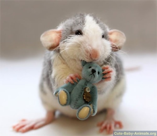 adorablygoaty:  shiftylookingoctopus:  These are picture taken by a woman who makes teddy bears to cheer up her pet rats.  Reblogging because rats are the cutest <3 