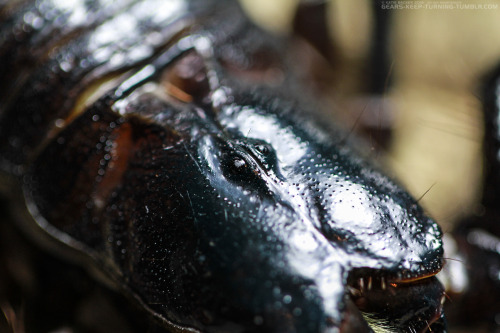 gears-keep-turning:Furiosa AestheticEmperor Scorpion (Pandinus imperator)Remember that she is my pet