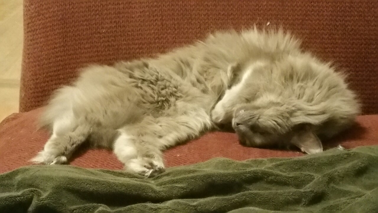 You all need this ridiculously adorable kitty today.