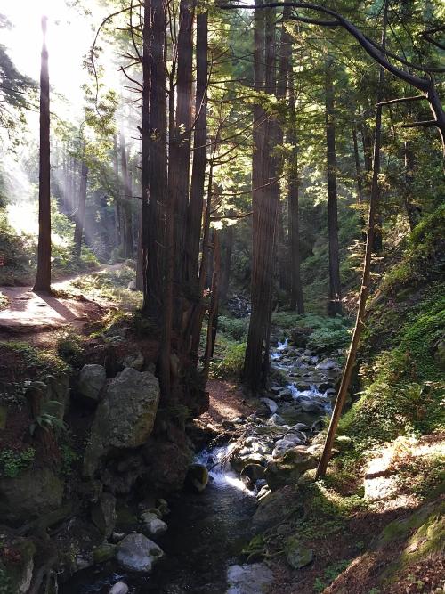 amazinglybeautifulphotography: Sun beams filtering into a redwood forest, Big Sur, CA [OC][4032x3024