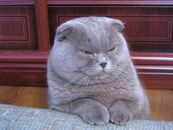 cute-overload:  I’m a chubby angry cat,