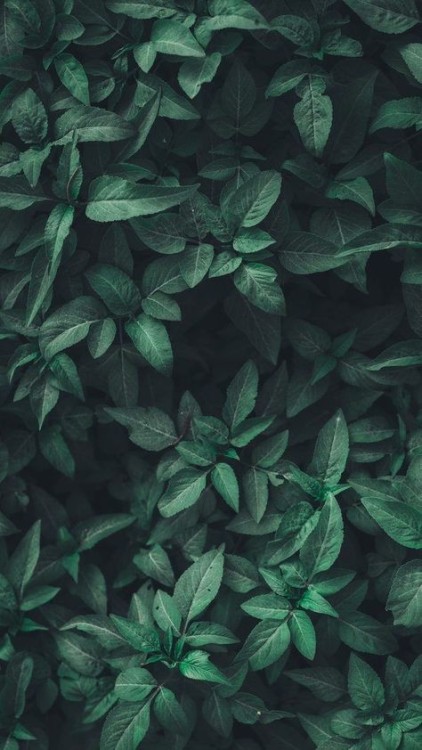 #green-wallpaper on Tumblr