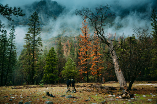lensblr-network: Yosemite - December 2015 (Day 3) photo by Tony Pham  (tony-pham.tumblr.com)