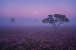 ponderation:A Purple Dream by Albert Dros