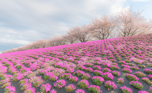 Cherry blossoms at Akabane Sakurazutsumi by GLIDEi7 http://flic.kr/p/TxRAsL