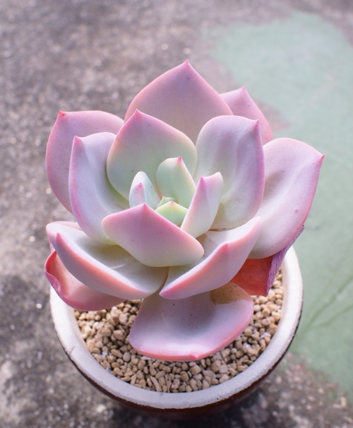 markunsan: Echeveria cv. hakuhou 白鳳さんも　色付いて来た。