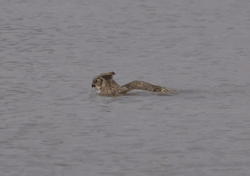 Cultofkimber:  Fencehopping:  Just An Owl Spotted Taking A Swim In Lake Michigan.