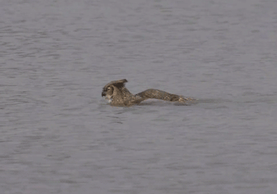 animal-factbook:  Owls are incredibly talented at the “butterfly” swimming stroke.