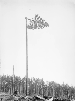 mpdrolet:  A view of a tree top in the process of falling to the ground, Oregon, c. 1910 Angelus Studio Photographs 