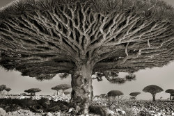 crossconnectmag:Ancient Trees: Beth Moon