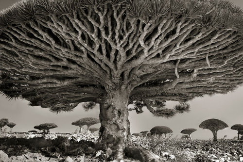 crossconnectmag:Ancient Trees: Beth Moon Spends 14 Years Photographing World’s Oldest TreesBet