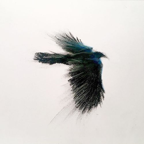 dltnart:Crow #charcoal #pastel #drawing #artwork #art #artforsale $200 #artonpaper https://www.insta