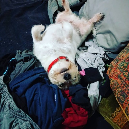 Freshly washed and dried clothes …of course the doggo would lie on them  #dogslife  w