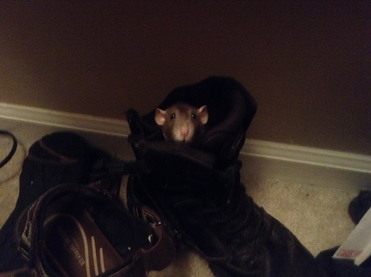 Sophie your feet aren&rsquo;t nearly big enough for that shoe.