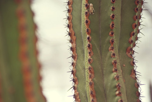 Birmingham Botanical Gardens 4/2/16