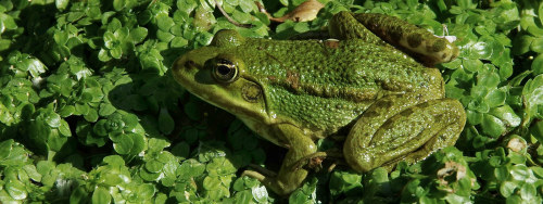 Pelophylax ridibundus - the marsh frog. Photo from Lewes, Sussex, UK. A non-native colony of these f