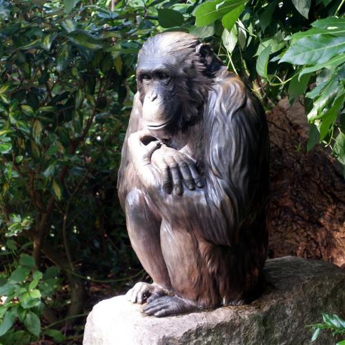 Bronze Sculpture - Boris the Chimpanzee.Snapped at Chester Zoo where Boris who featured in several T