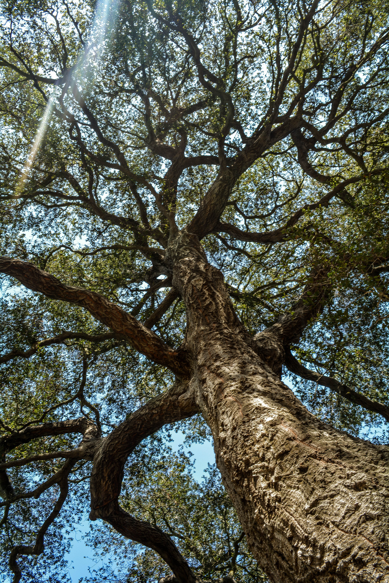 in-apricity:  Wonderstruck by Sara Conlan