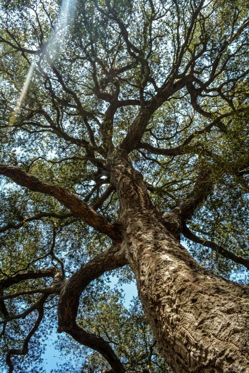 in-apricity:  Wonderstruck by Sara Conlan