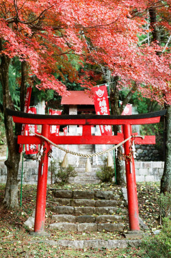 fuckyeahjapanandkorea:  red leaves by lonestar_texas 