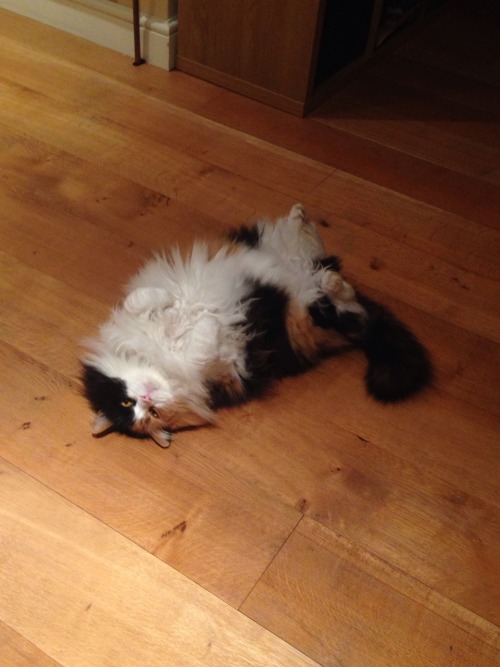 unflatteringcatselfies:  This is Peeps. She does this a lot. Her hobbies include falling off the sofa and grabbing ankles.