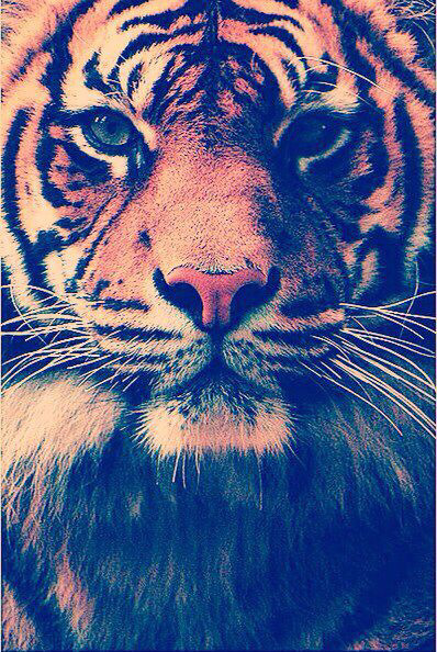 Tiger on We Heart It.