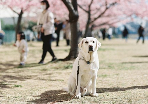 ２月のろのろと昼近くに出てきたせいもあるかもしれないけれどこの場所でこんなに人がいて犬を座って待たせるのを躊躇ったことなかったな。