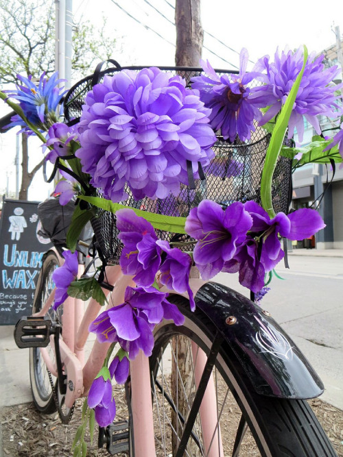 bikesandgirlsandmacsandstuff: (via PHOTO OF THE DAY: Purple Pedaling Posies)