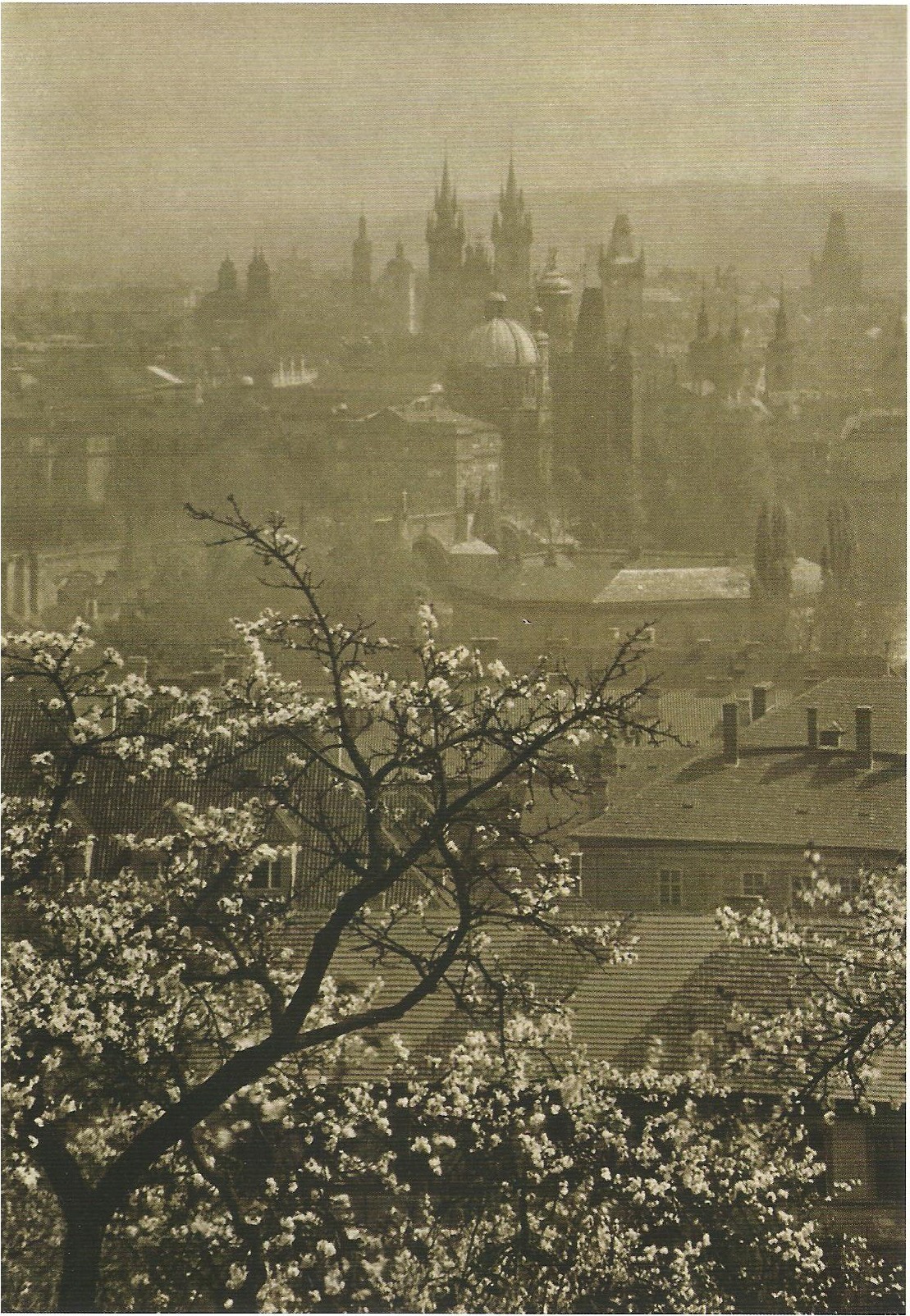 lostandfoundinprague:
“ Spring is here again! Prague by J.Sudek, 40’s-50’s
”