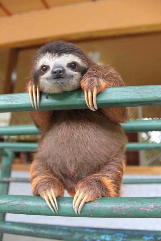 cute-overload:  This little guy will melt you hearthttp://cute-overload.tumblr.com