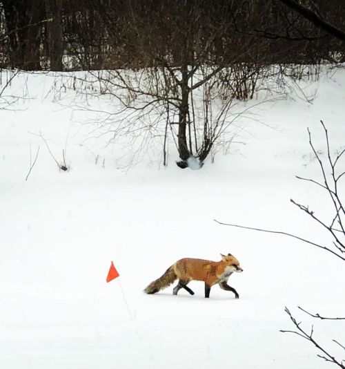 Hello, little dude! #fox #snow #winter #nature #ilovefoxes www.instagram.com/p/CLcOExXLGD_/?