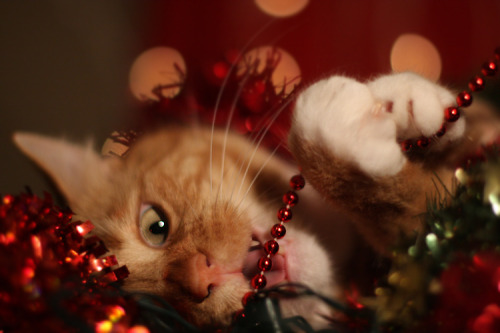 Porn cat-parlour:  Merry Christmas from Shogo photos