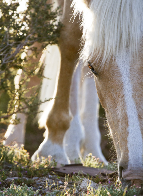 coldcreekhorses:  Breakfast Time! 