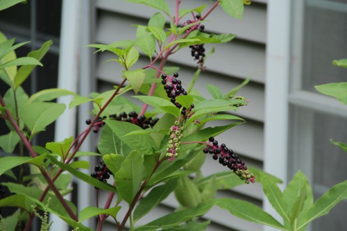 9.13.16 - American Pokeweed / American Nightshade 