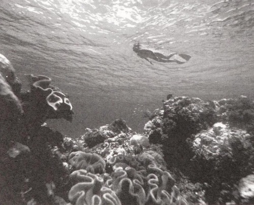 equatorjournal:  Chumbe Island, Zanzibar, 1988. Photographer unknown.https://www.instagram.com/p/CIL5oQeg7w8/?igshid=1lxlwr6uhdt72