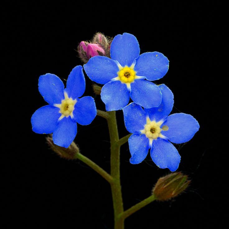 FLOWER POWER