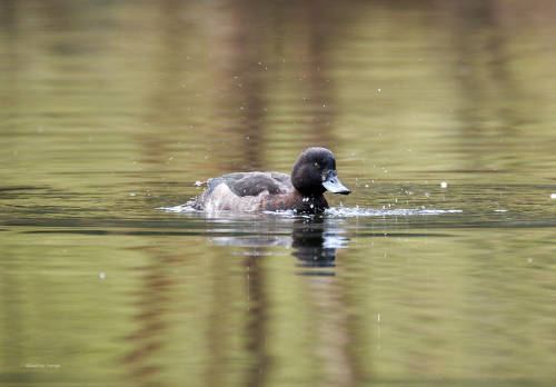 besidethepath: I wish a relaxing Sunday with these Tufted ducks (16.3. & 21.4.22)