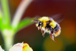oupacademic:  “Nearly 90% of flowing plant species depend on animal pollinators for pollen transport and plant reproductive success may therefore be sensitive to loss of pollination services. Here, we explore how a change in pollinator species composition