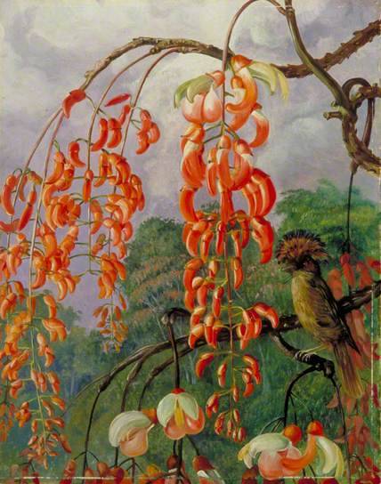 artist-marianne-north:Flowers of a Coral Tree and King of the Flycatchers, Brazil, Marianne North