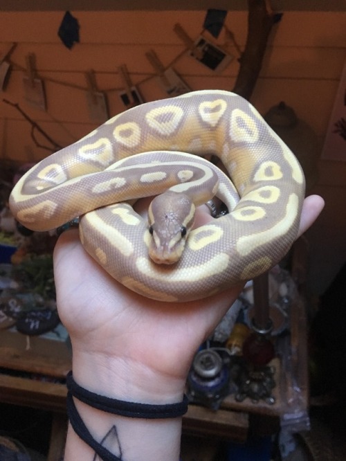 finnicky-art:Hello 911 I’d like to report my snake for the crime of being TOO CUTE. He’s 296 grams a