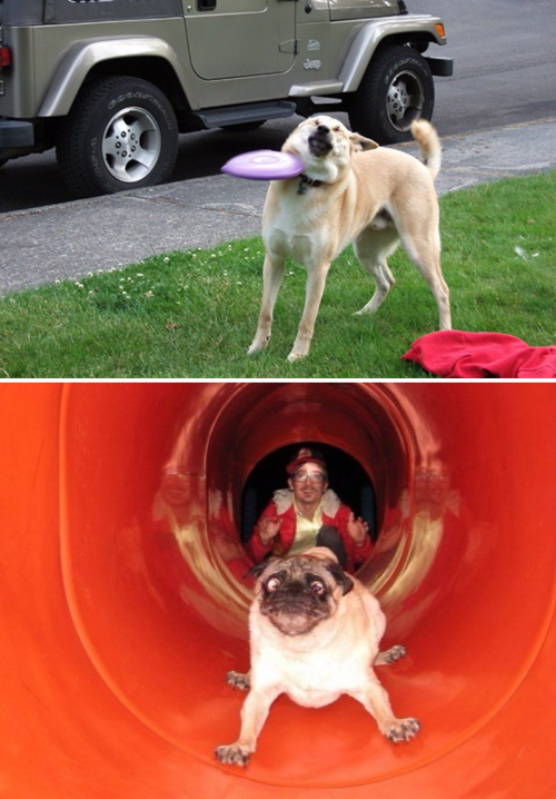 tastefullyoffensive:Dogs Who’ve Made Terrible Life Choices (photos via bored panda)Related: Before and After Photos of Dogs Growing Up