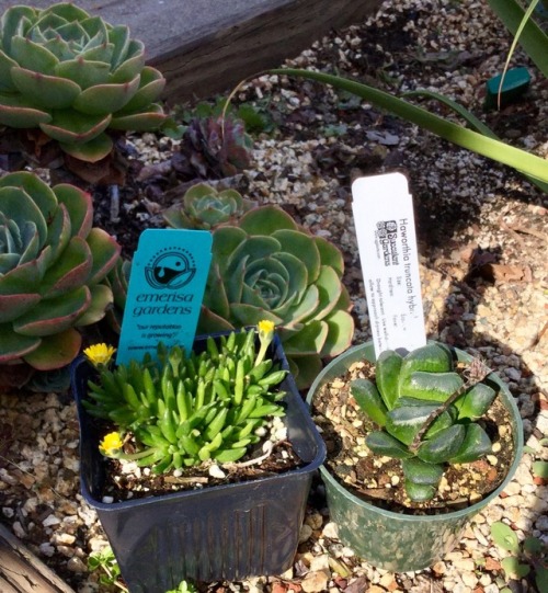 A couple of new acquisitions for the garden. Excited about those horses teeth (Haworthia truncata hy