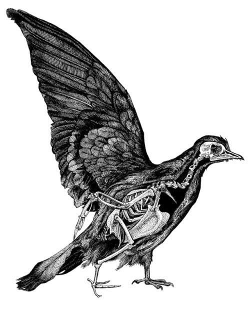 jennifersmithart:Animal anatomy: Rabbit, Pigeon, and HedgehogTaxidermy specimen were all drawn at th