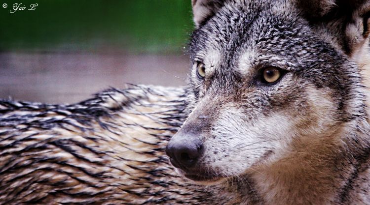 w-o-l-f&ndash;g-i-r-l:  Gray Wolf Up Close by Yair-Leibovich 